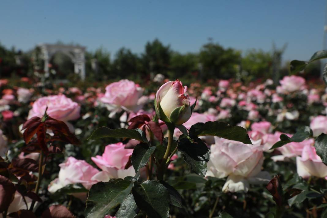 Doğanın en güzel tonları Karatay’da! Her detayıyla hayran bırakıyor 21